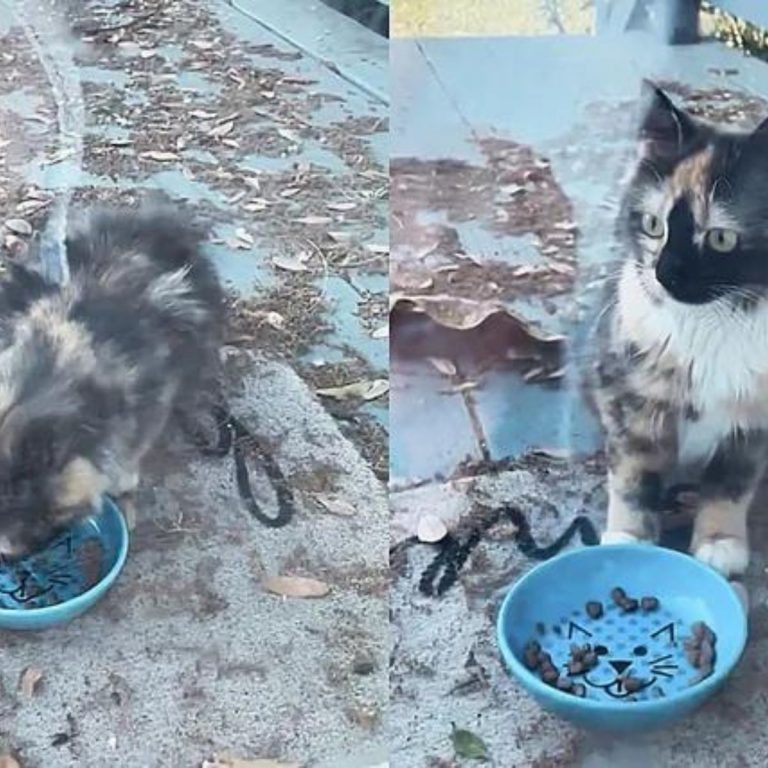 Streunerkatze bekommt Futter