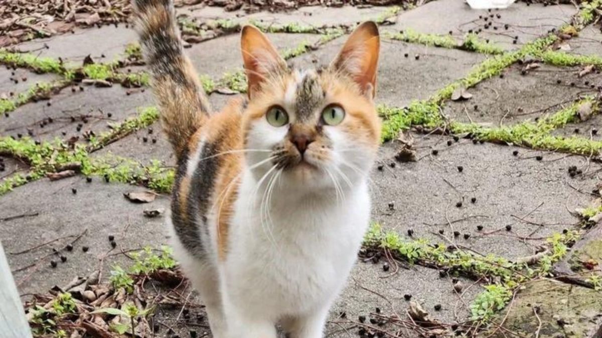 Streunerkatze auf der Strasse