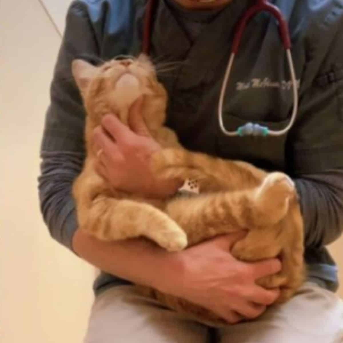 Tierarzt haelt eine Katze
