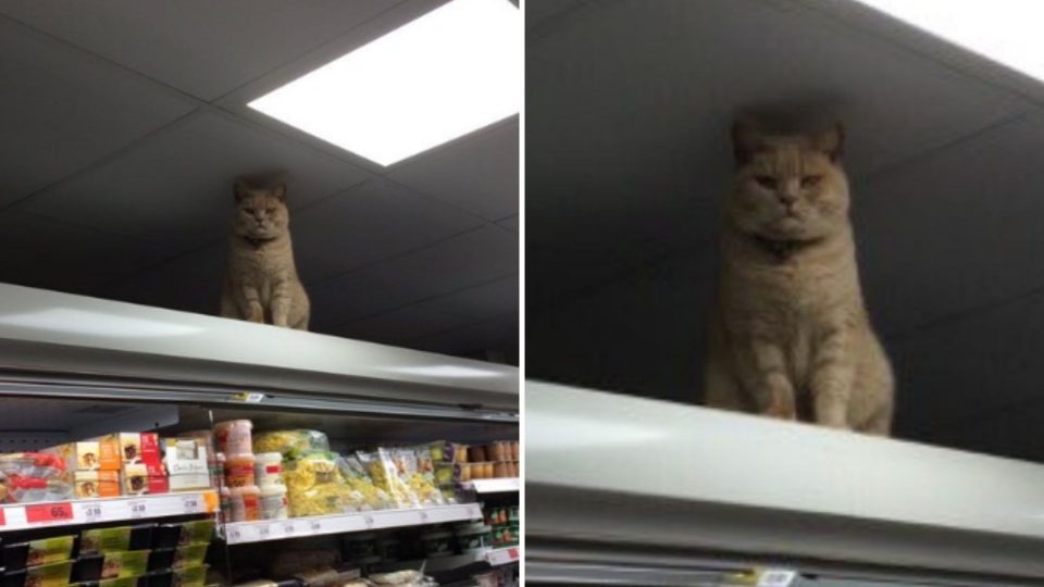 Katze im Supermarkt