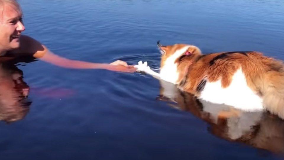 Maine-Coon-Katze schwimmt zu ihrer Besitzerin