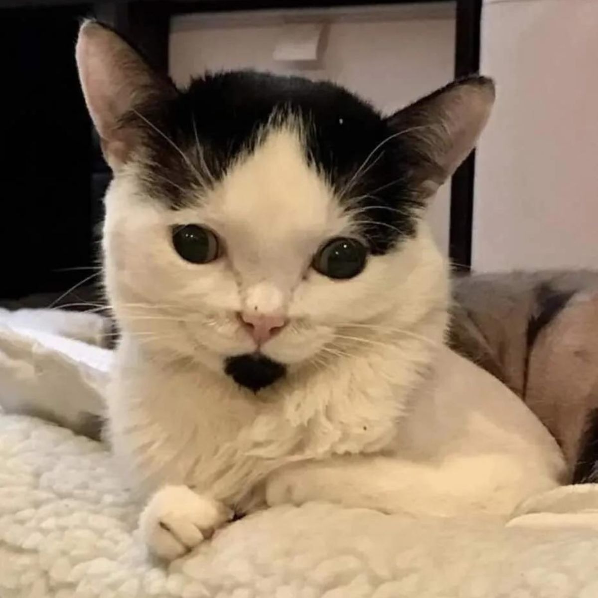 Weiss schwarze Katze liegt auf Bett