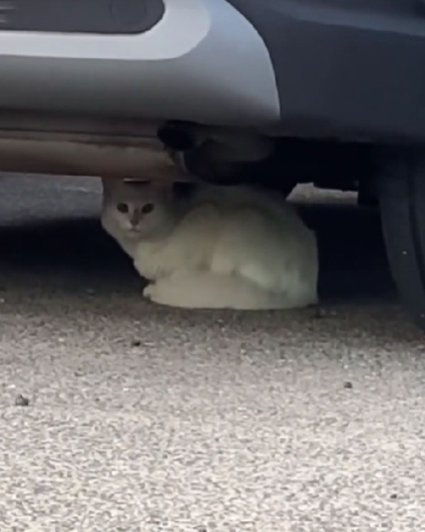 Weisse Katze unter einem Auto