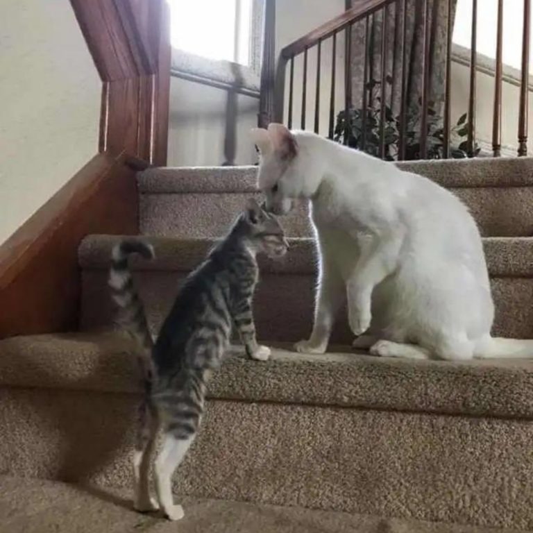 Zwei Katzen auf einer Treppe