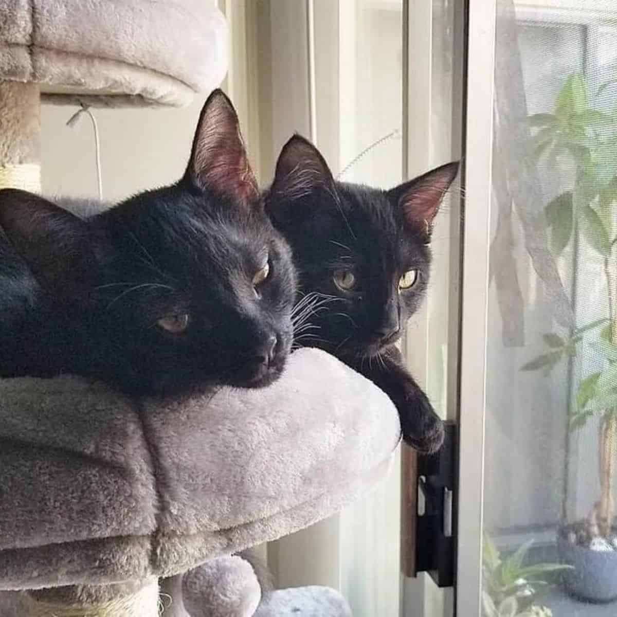 Zwei Katzen liegen auf einem Kratzbaum vor einem Fenster