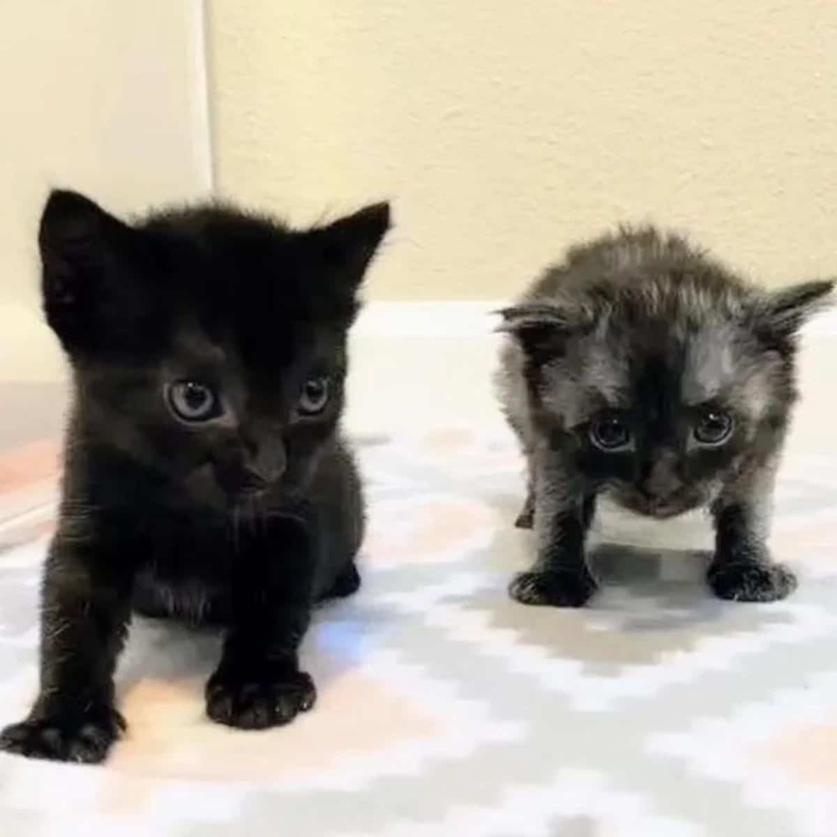 Zwei Katzenbabys stehen nebeneinander