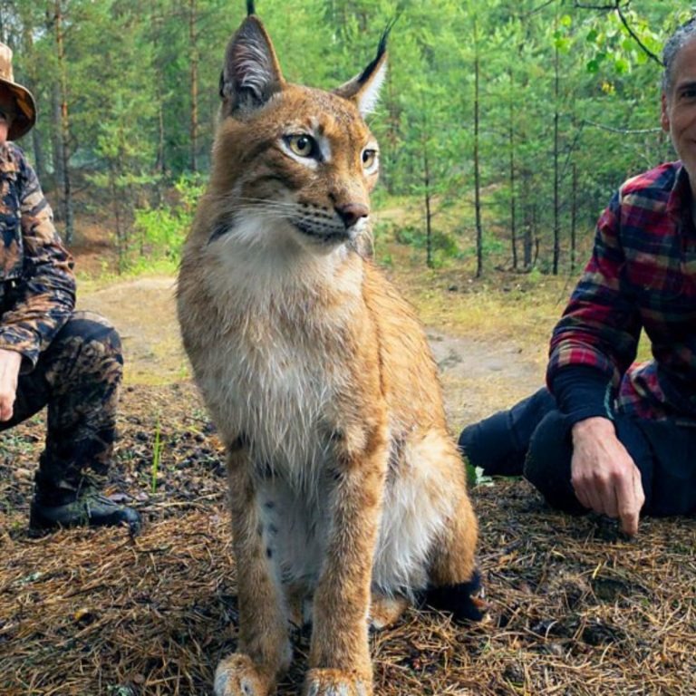 Zwei Maenner und eine Luchs-Katze