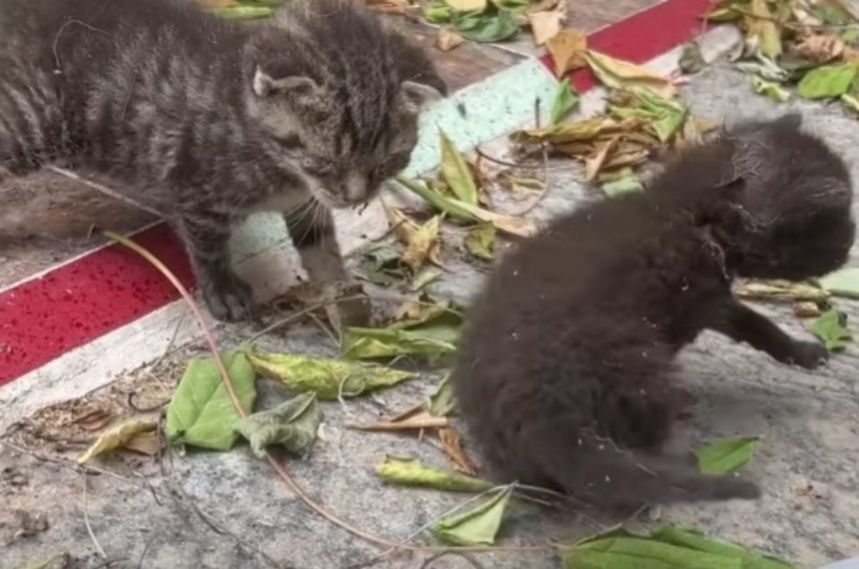 Zwei kleine Katzenbabys im Garten