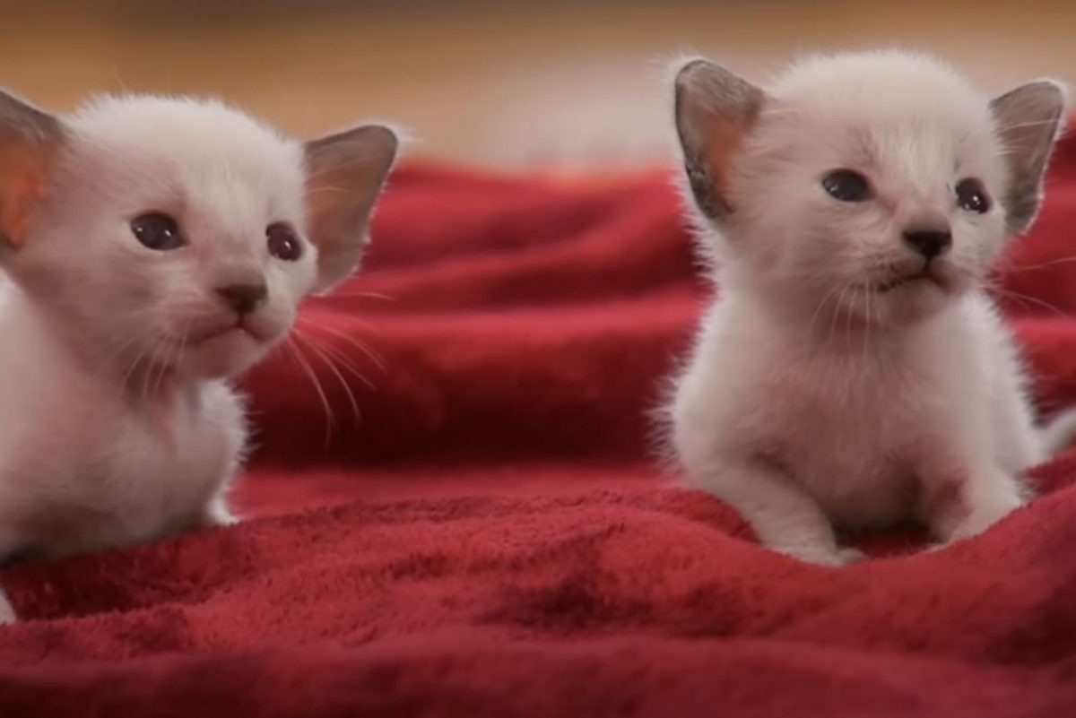 Zwei kleine Katzenbabys