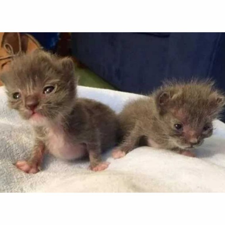 Zwei neugeborene Katzen auf einem Handtuch