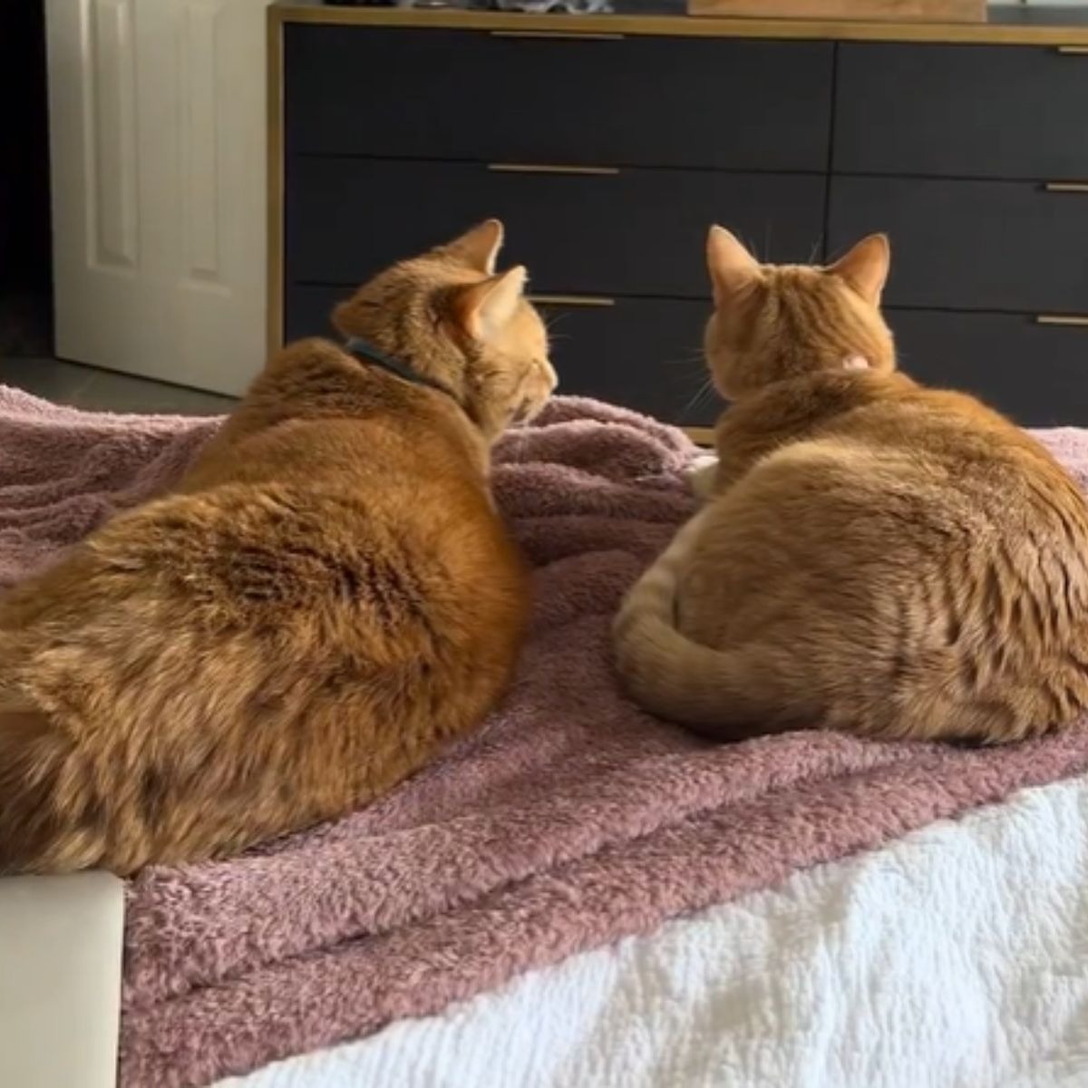 Zwei rothaarige Katzen liegen auf einem Bett