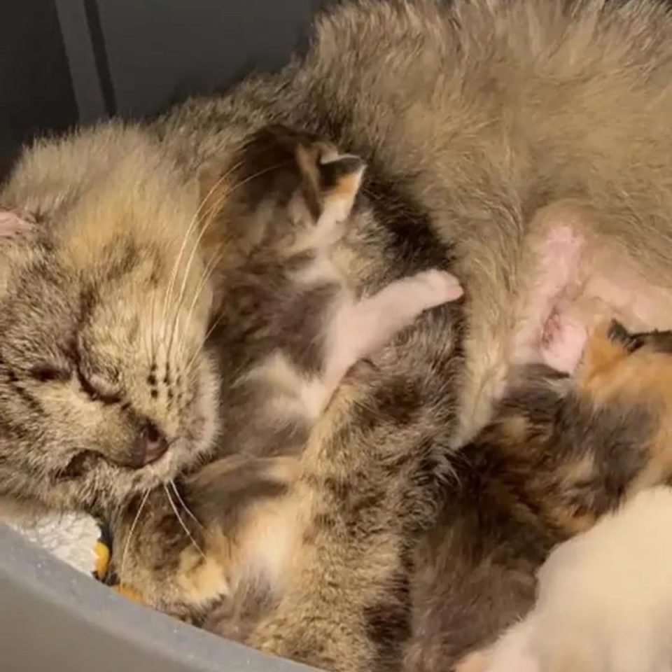 Blinde Katze schlaeft mit ihren Kaetzchen