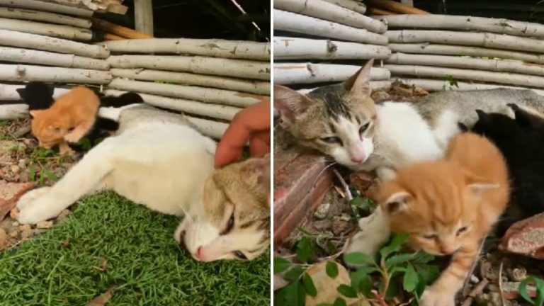 Katzenmama mit ihren Babys