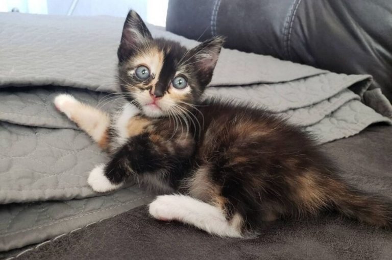 Das kleine Kaetzchen liegt auf der Couch