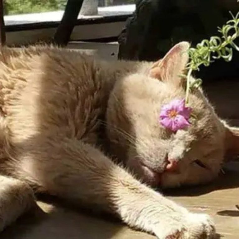 Die gerettete Katze genießt die Sonne