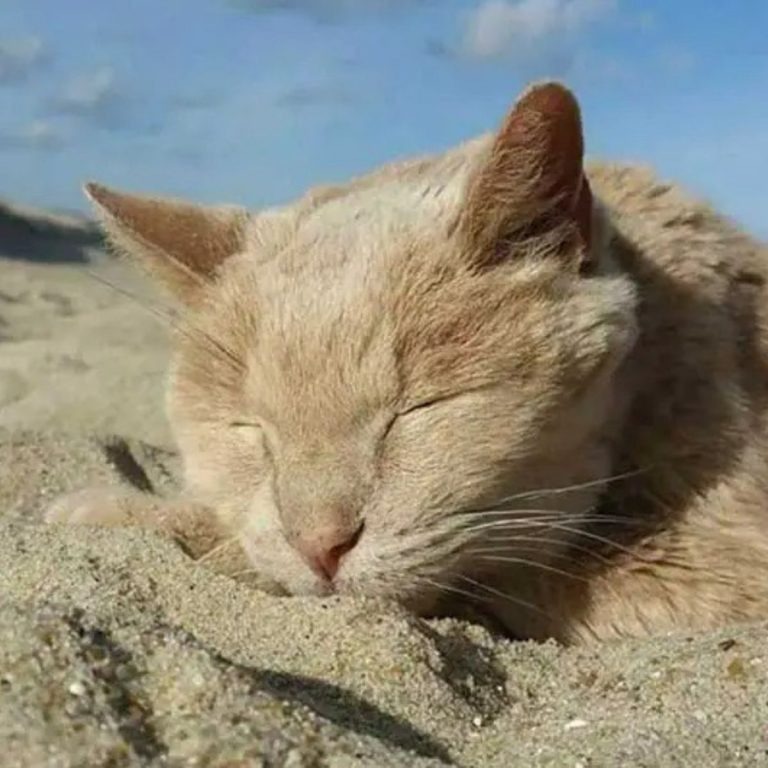 Die gerettete Katze liegt im Sand