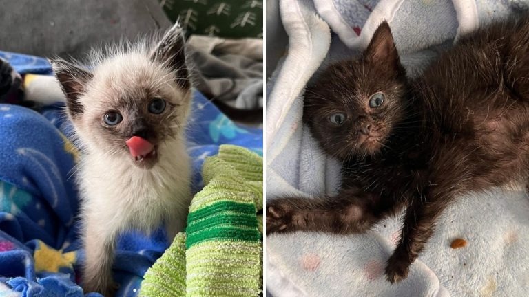 Kleine Katzenbabys mit blauen Augen