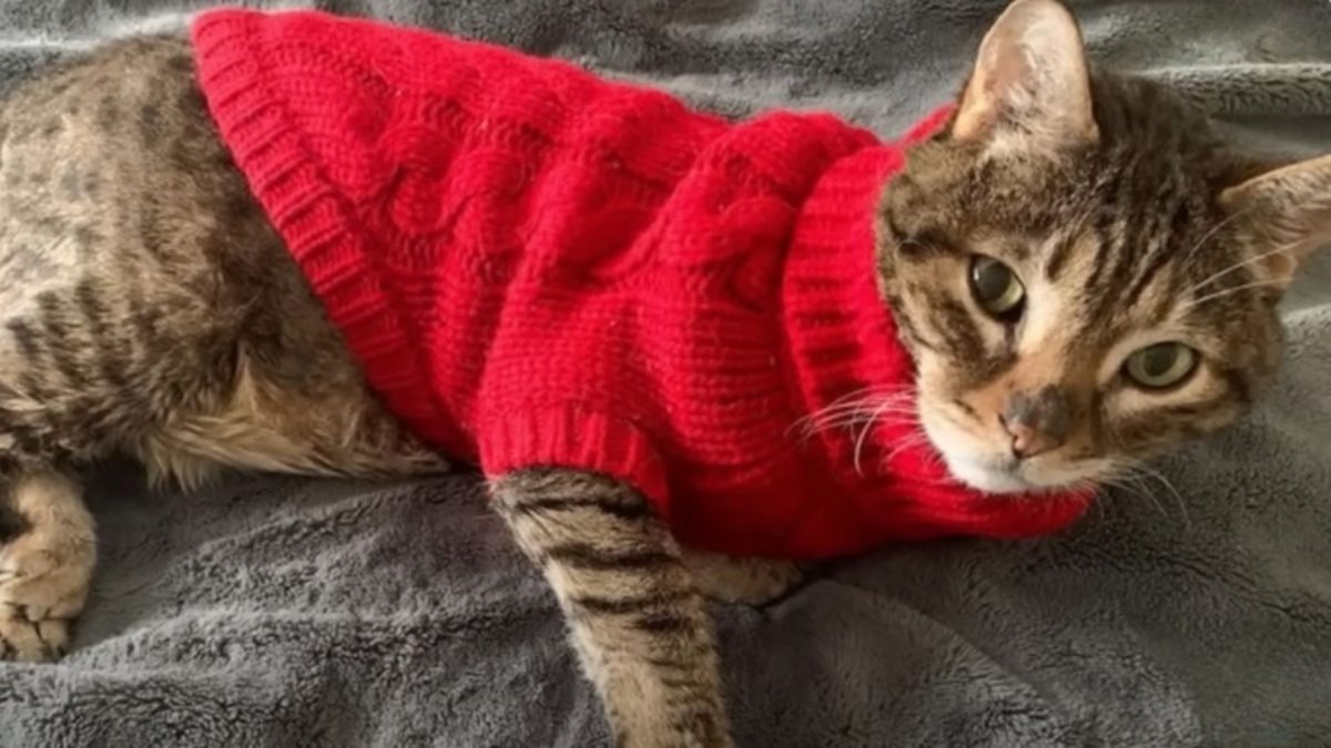 Seniorenkatze liebt ihre Pullover