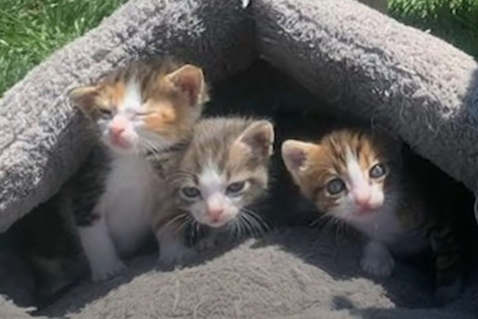 Drei kleine Katzenbabys im Katzenbett