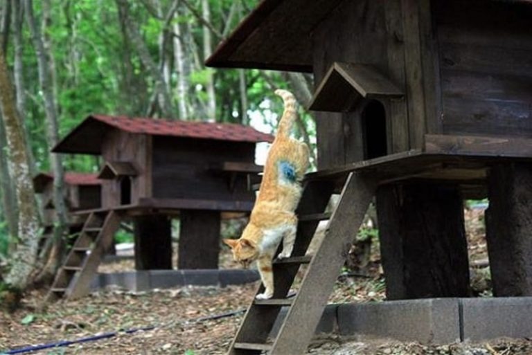 Eine Katze klettert die Treppe hinunter