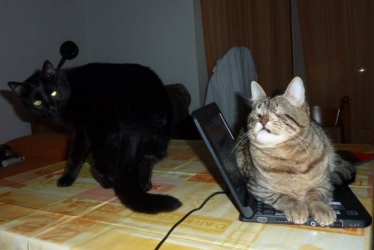 Eine blinde Katze liegt auf einem Laptop eine schwarze Katze beobachtet sie