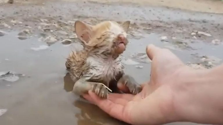 Kleines Katzenbaby in einer Pfuetze