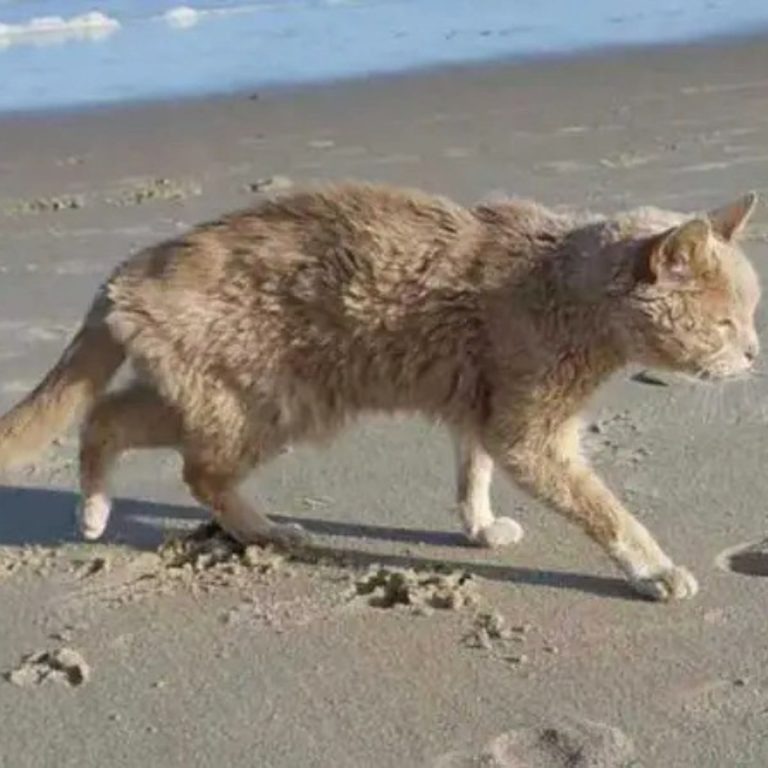 Eine verlassene Katze spaziert am Strand