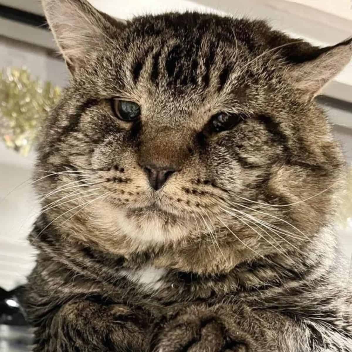 Foto einer Katze mit riesigen Backen