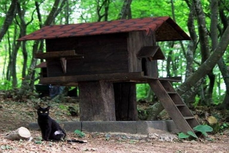 Foto einer schwarzen Katze im Tierheim