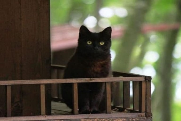 Foto einer schwarzen Katze