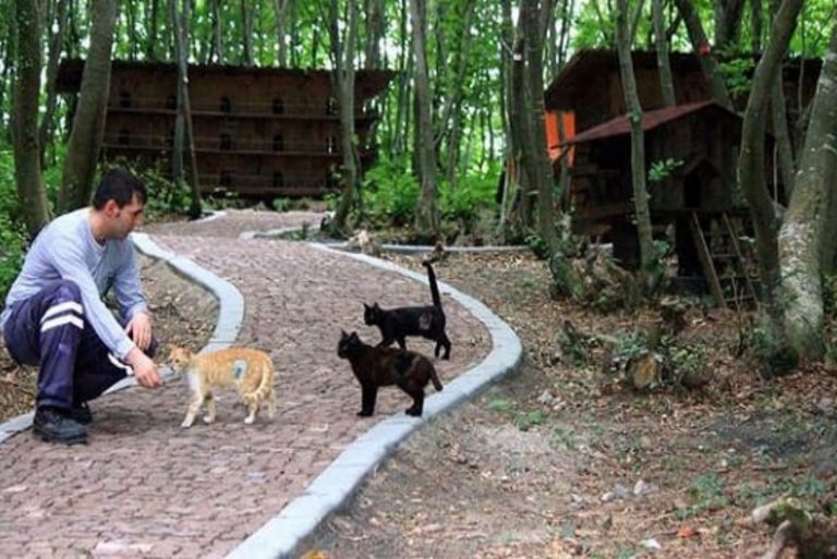 Foto eines Mannes und dreier Katzen in einem Tierheim