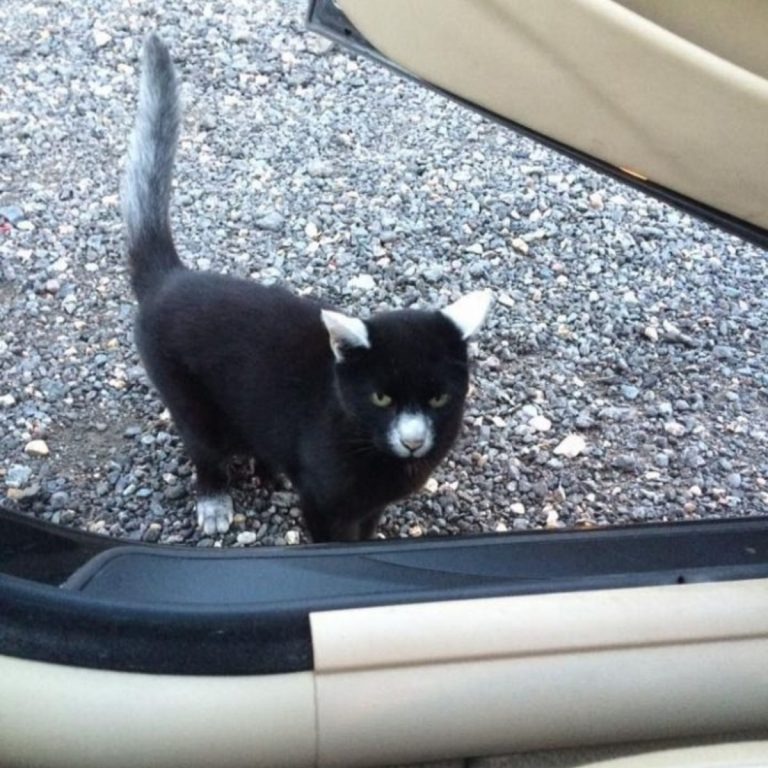 Foto von Panda dem Kater neben einem Auto