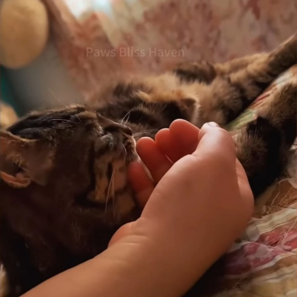 Frau die eine Katze streichelt