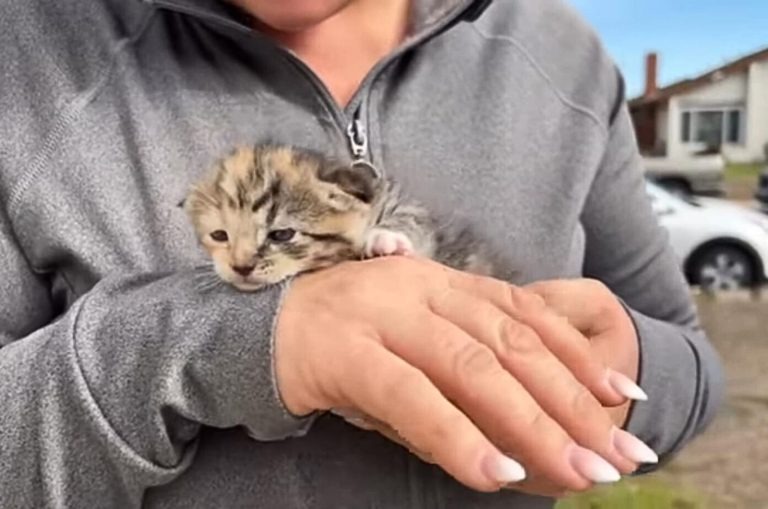 Frau haelt Katzenbaby