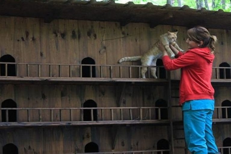 Frau im roten Kapuzenpulli nimmt eine Katze auf