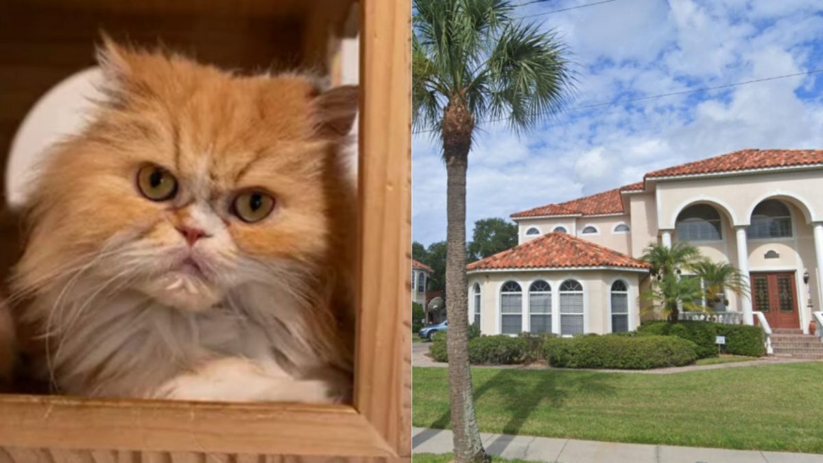 Frau hinterlaesst ihr gewaltiges Erbe ihren Katzen