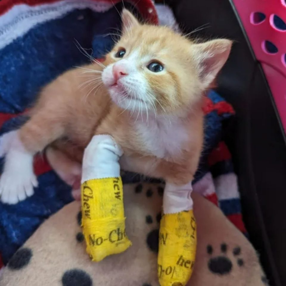 Graue Katze beschnuppert rotes Kaetzchen