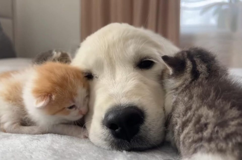 Hund kuschelt mit Katzenbabys