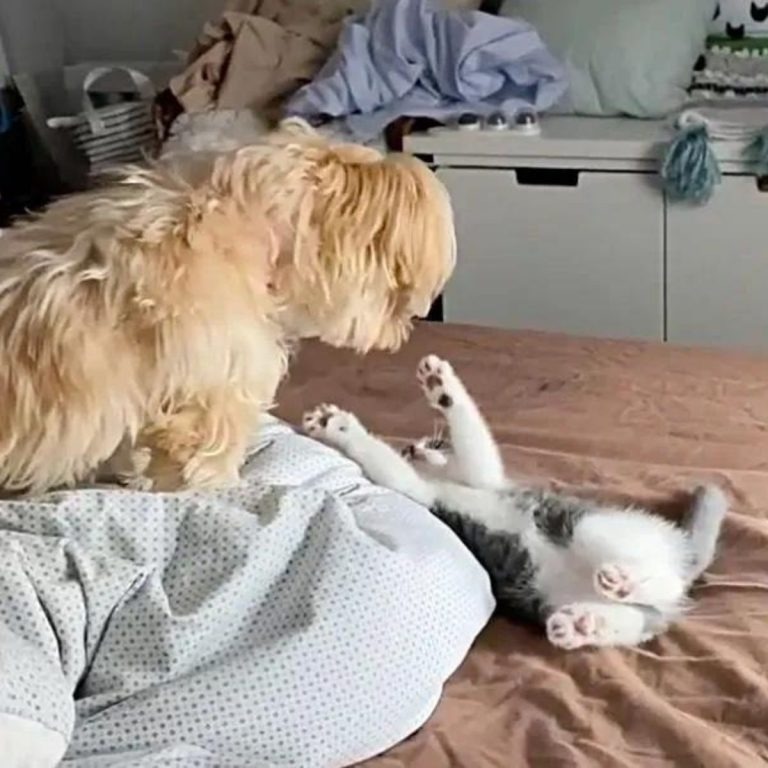 Hund spielt mit Katze