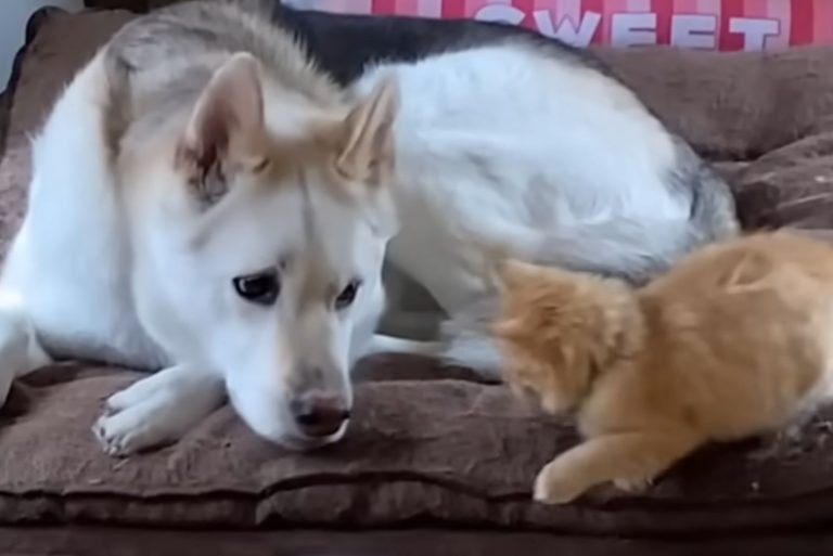 Hund und Katze auf dem Sofa