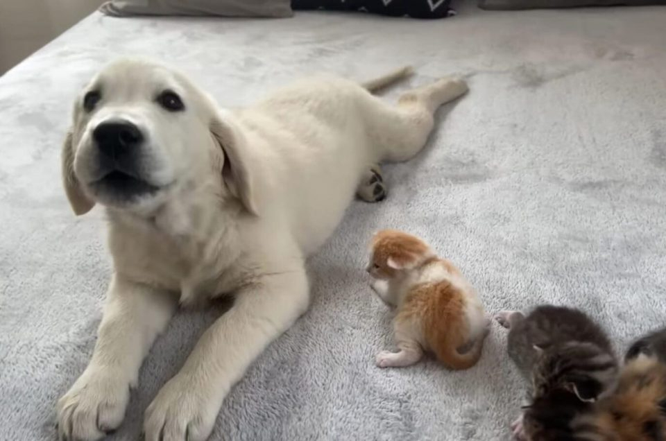 Hund und Katzenbabys liegen auf Bett