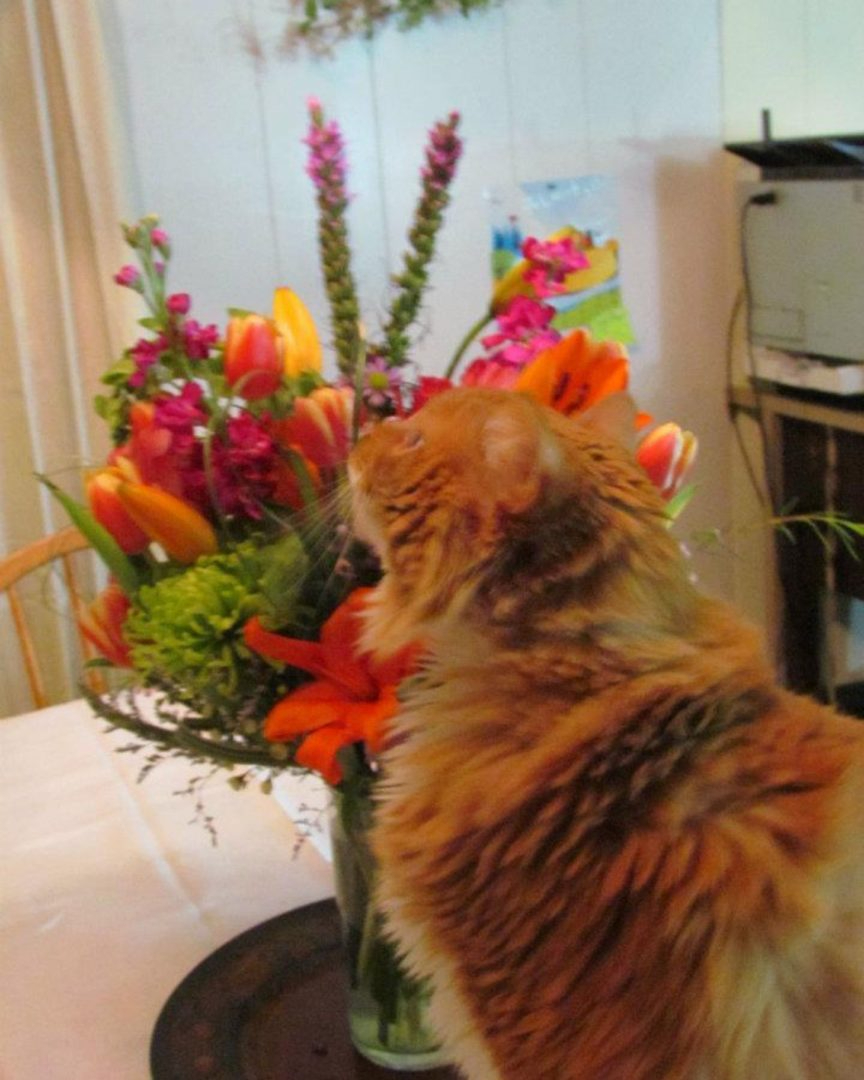 Ingwerkatze und Blumen