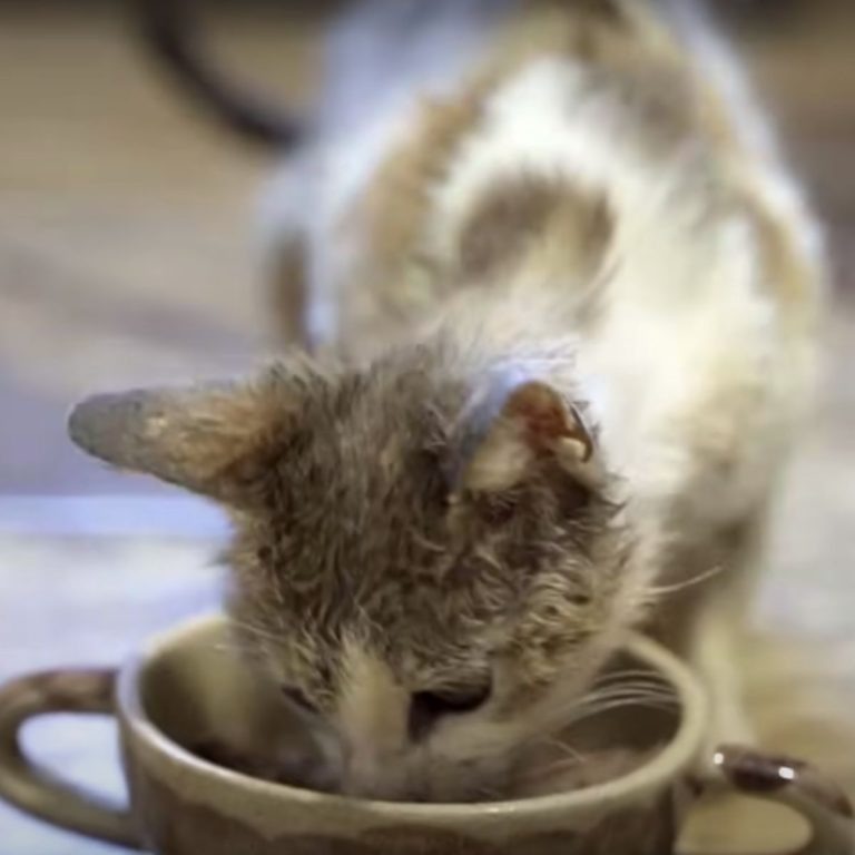 Kaetzchen trinkt aus einer Tasse