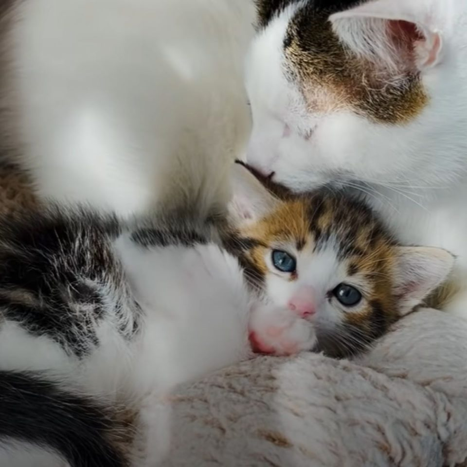 Kater und Kaetzchen