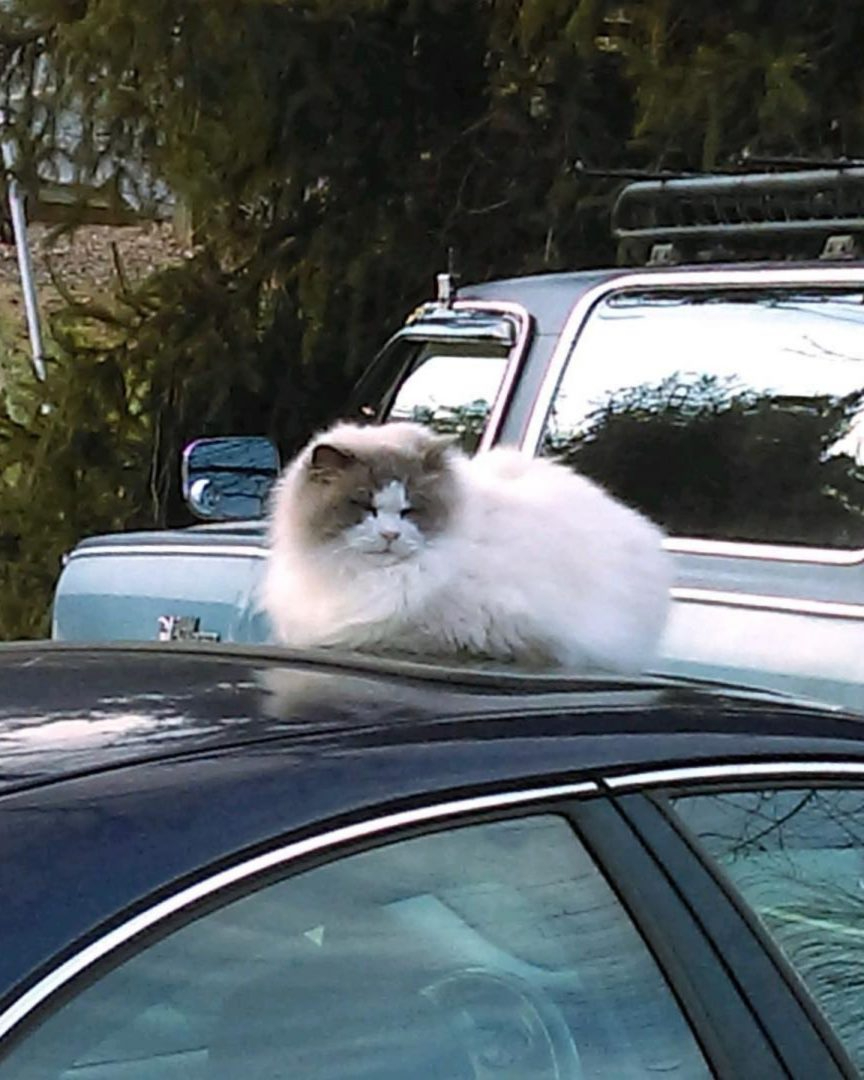 Katze auf einem Auto