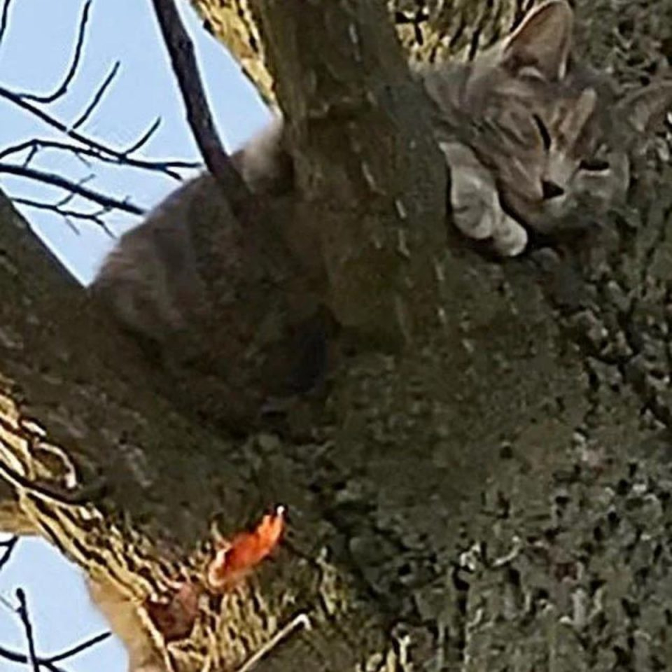 Katze auf einem Baum