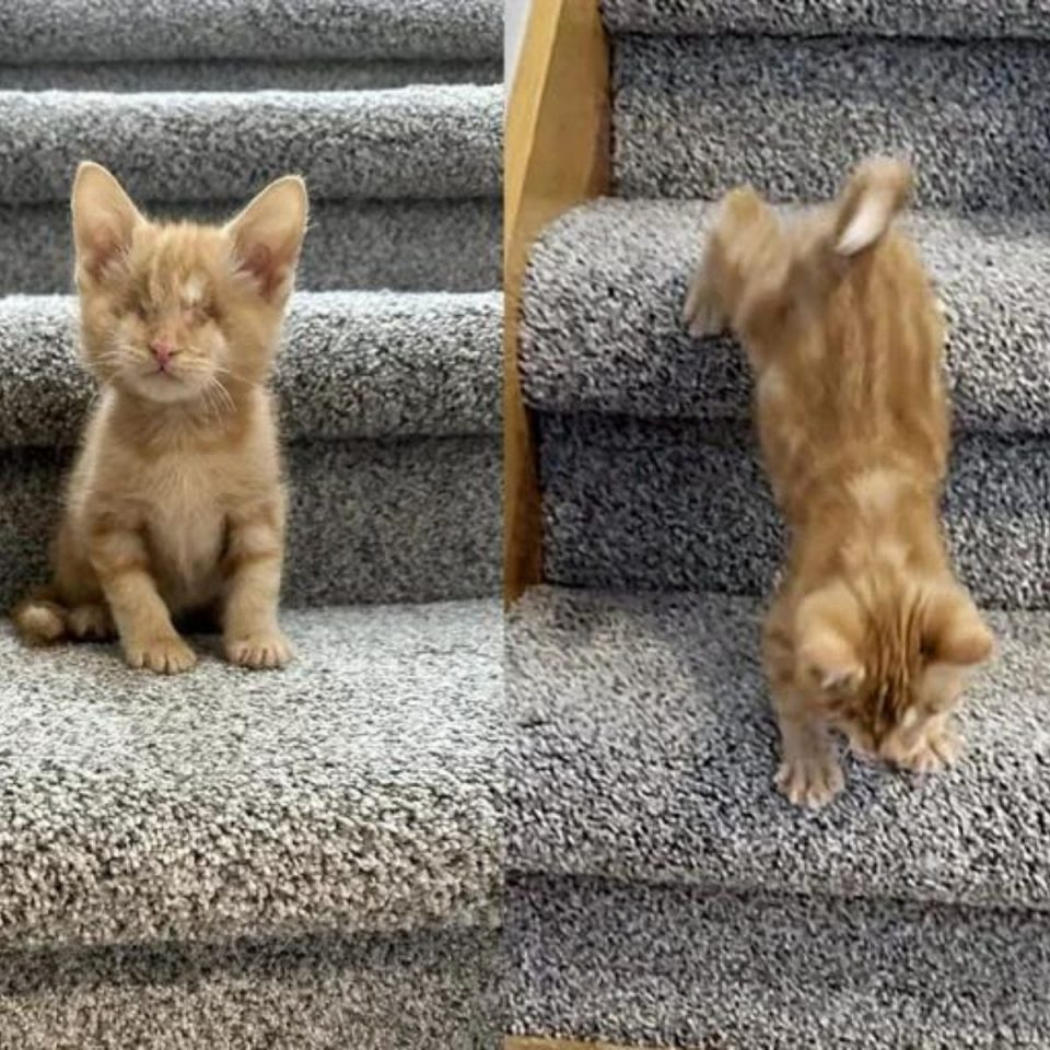 Katze auf einer Treppe