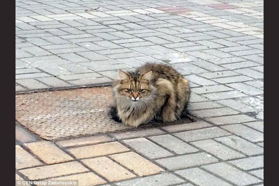 Katze die lange auf ihren Besitzer wartete