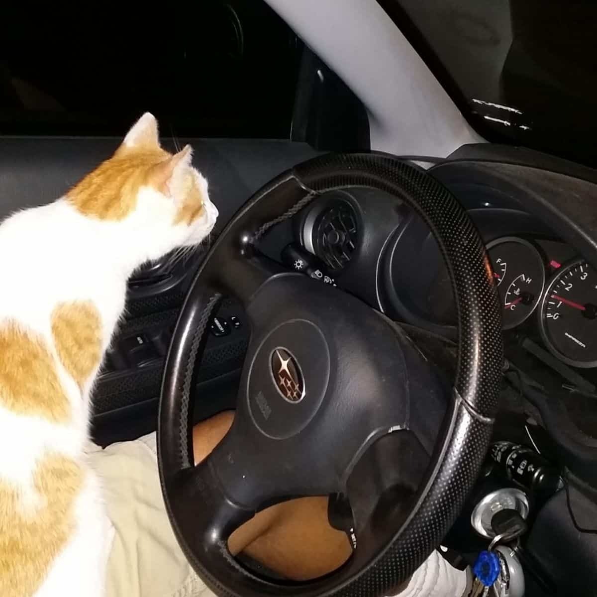 Katze im Auto