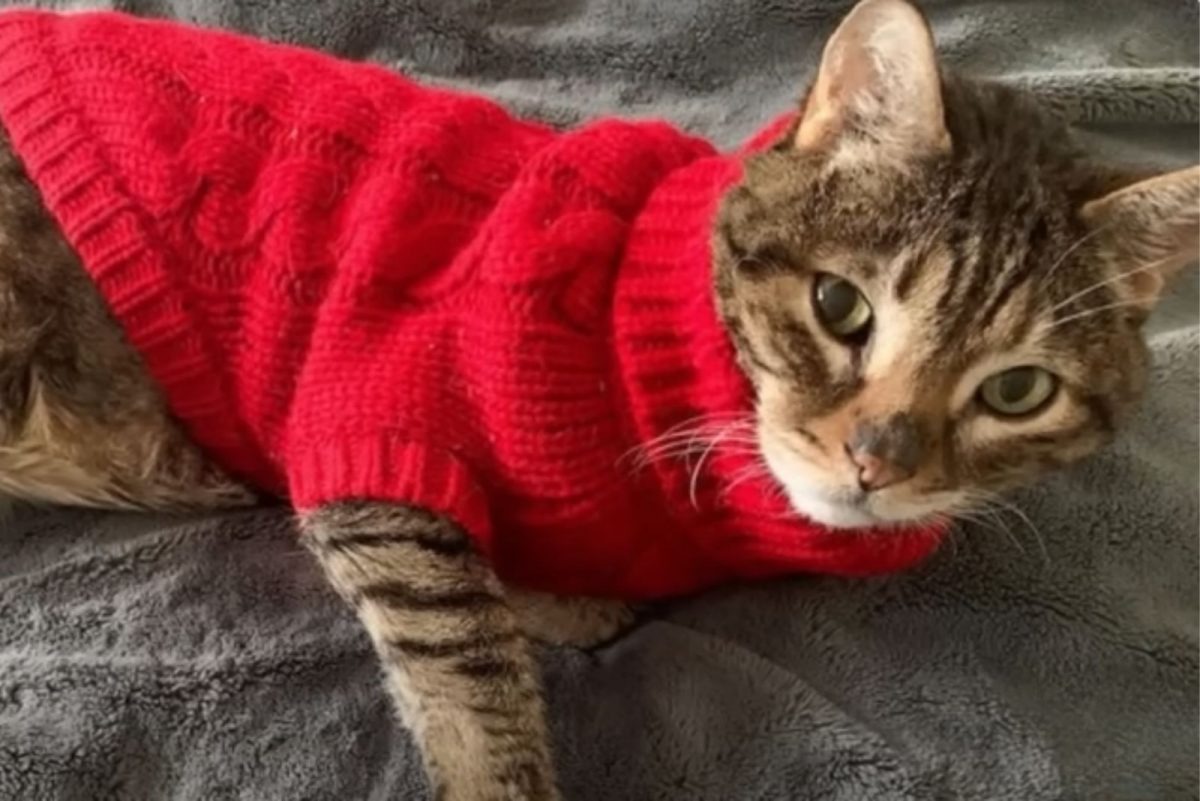 Katze im roten Pullover